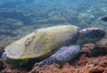 Green turtle, resting on reef, ZIghy Bay, Oman. Image.