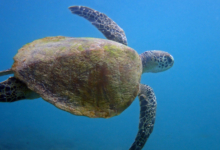 Green turtle swimming in the blue, Zighy Bay, Oman Image.