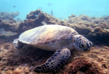 Green turtle, Zighy Bay, Oman. Image.