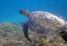 Green turtle, swimming over reef, Zighy Bay, Oman. Image.