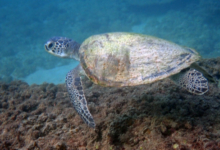 Adopted green turtle, Oman. Image.