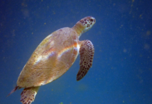 Green turtle swimming in the blue, Zighy Bay, Oman. Image.