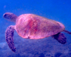 Adopt GM104 Name and adopt a sea turtle in Oman, to support conservation. Image.