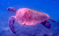 Shell, green turtle, adopted by
Katy House for Michelle Green turtle swimming in the blue in Zighy Bay, Oman. Image.