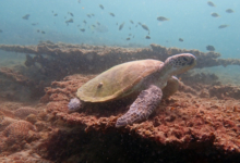 Green turtle, Zighy Bay, Oman. Image.