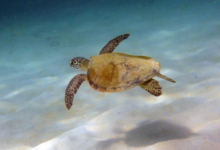 Green turtle swimming over sand, Zighy Bay, Oman. Image.