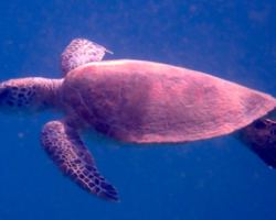 Adopt GM108 Name and adopt a sea turtle in Oman, to support conservation. Image.