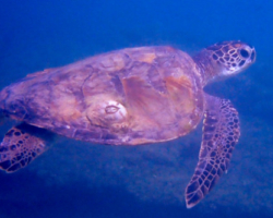 Adopt GM109 Name and adopt a sea turtle in Oman, to support conservation. Image.