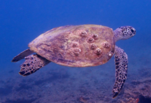Green turtle with barnacles on carapace, Zighy Bay, Oman. Image.