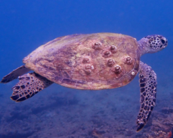 Adopt GM113 Adopt a sea turtle in Oman, to support conservation. Image.