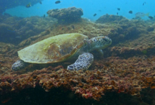 Adopted sea turtle in Oman. Image