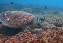 Adopted turtle in Oman. Image