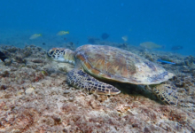 Adopted green turtle, Oman, Image.
