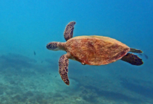 Green turtle swimming in the blue, Zighy bay, Oman. Image