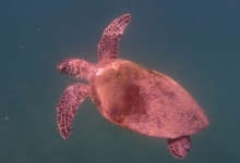 Adopted green turtle, Oman. Image.