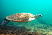Green turtle swimming, Zighy Bay, Oman. Image.