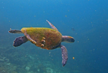 Adopted green turtle, Oman. Image.