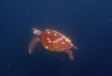 Adopted greeb turtle, Oman. Image.