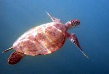 Green turtle swimming in the blue, Zighy Bay, Oman. Image.