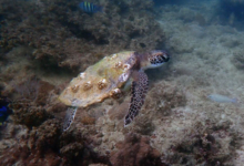 Adopted sea turtle in Oman. Image.