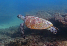 Green turtle swimming, Zighy Bay, Oman. Image.