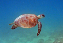 Green turtle swimming, Zighy Bay, Oman. Image.
