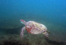 Green turtle swimming away, Zighy Bay, Oman. Image.