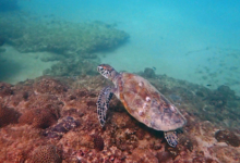 Green turtle on rocks, Zighy Bay, Oman. Image.