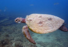 Green turtle swimming over the reef, Zighy Bay, Musandam, Oman. Image.