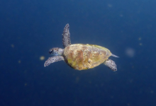 Name and adopt a sea turtle in Oman to support conservation. Image.