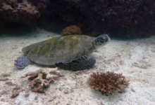 Green turtle resting on the sand, Sanat Bay, Musandam, Oman. Image