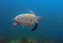 Green turtle swimming in the blue, Sanat Bay, Oman. Image.