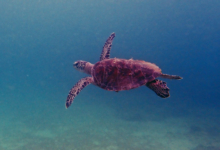 Green turtle swimming in the blue, Zighy Bay, Oman. Image.