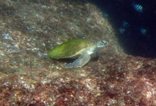 Green turtle on rock, Wonderwall, Oman. Image.