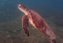 Green turtle swimming, Zighy Bay, Oman. Image.