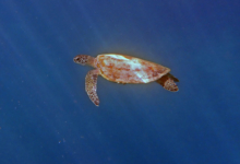 Green turtle swimming in the blue, The Cave, Oman. Image.