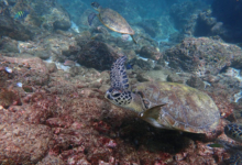 Green turtle swimming near other turtles, Sanat Bay, Musandam, Oman. Image