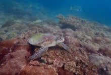 Green turtle, Zighy Bay, Oman. Image.