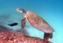 Green turtle, Zighy Bay, Oman. Image.