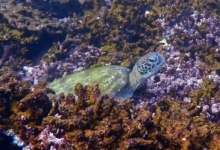 Green turtle resting in the corals, Stingray Bay, Oman. Image.
