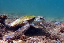 Green turtle, Zighy Bay, Oman. Image.