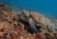 Green turtle foraging on rock, Zighy Bay, Oman. Image.