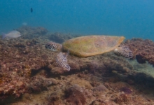Green turtle on a rocky reef, Zighy Bay, Oman. Image.