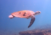 Green turtle swimming in the blue, Zighy Bay, Oman. Image.