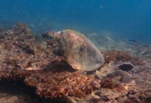 Green turtle on rocks, Zighy Bay, Musandam, Oman. Image.