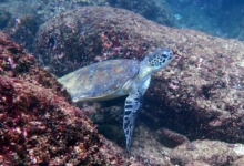 Green turtle, Sanat Bay, Oman. Image.