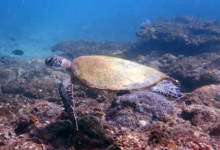 Green turtle, Zighy Bay, Oman. Image.