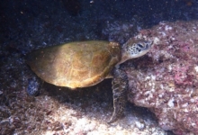 Green turtle, Zighy Bay, Oman. Image.
