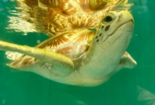 Turtle patient Gus in his tank, coming up for a breath. Image.