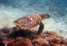 Hawksbill turtle with barnacles, Zighy Bay, Oman. Image.